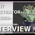 アガベのPLANT TOUR | 多肉植物 塊根植物 | 植物と暮らす | 初心者 | 観葉植物 | インテリアのコツ | サボテン| モンスト計画| モンスト化 | 植物イラストレーターのミムラ